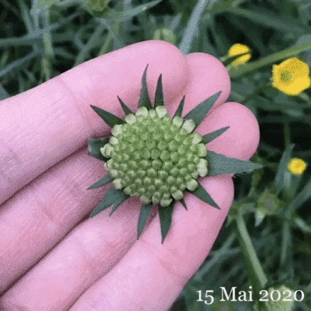 Knautia arvensis, Dorfblick, Kandern, Baden-Württemberg, DE
