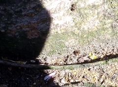Lasius niger