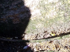 Lasius niger