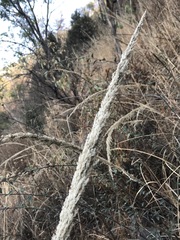 Muhlenbergia robusta