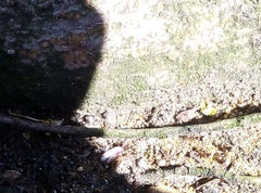 Lasius niger