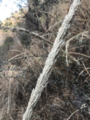 Muhlenbergia robusta