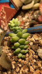 Sedum burrito