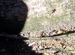 Lasius niger
