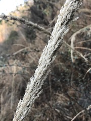 Muhlenbergia robusta