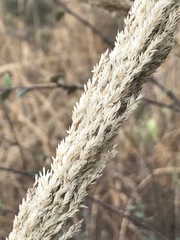 Muhlenbergia robusta