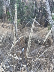 Muhlenbergia robusta