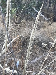 Muhlenbergia robusta