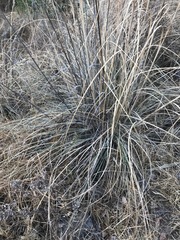 Muhlenbergia robusta