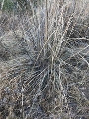 Muhlenbergia robusta