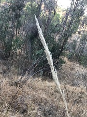Muhlenbergia robusta