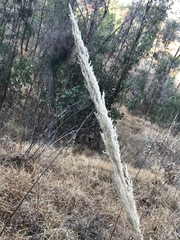 Muhlenbergia robusta
