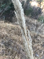 Muhlenbergia robusta