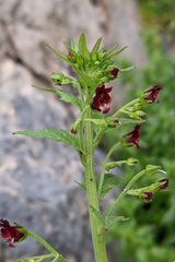 Scrophularia lucida