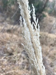 Muhlenbergia robusta