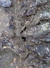 Lasius niger