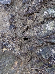 Lasius niger