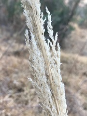 Muhlenbergia robusta