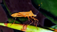 Leptoscelis elongator