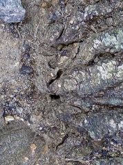 Lasius niger
