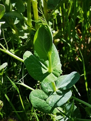 Pisum sativum