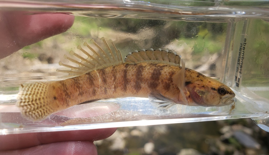 Guardian Darter