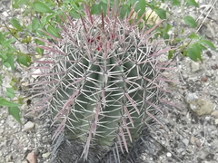 Ferocactus recurvus