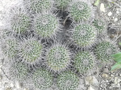 Mammillaria carnea