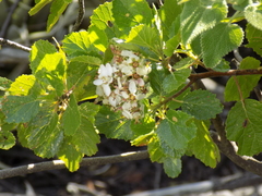 Pterostemon rotundifolius