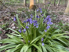 Hyacinthoides