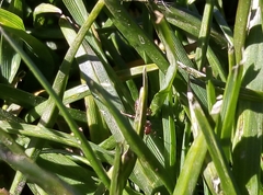 Lasius