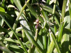 Lasius