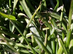 Lasius