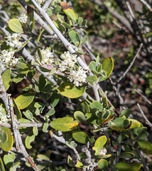 Ceanothus fendleri