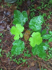 Acer rubrum drummondii