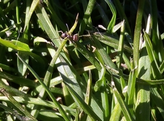 Lasius