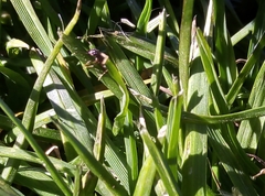 Lasius
