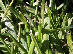 Lasius