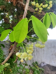 Akebia