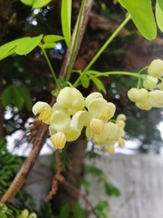 Akebia