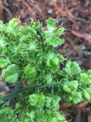 Veratrum fimbriatum