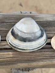 Mactra stultorum
