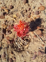 Haemanthus