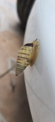 Drymaeus rufolineatus