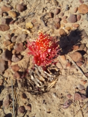 Haemanthus