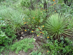 Agave stricta
