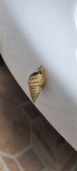 Drymaeus rufolineatus