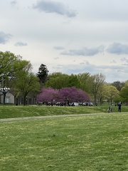 Prunus serrulata