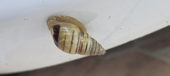 Drymaeus rufolineatus