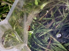 Myrmica rubra